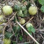 Cucumis myriocarpus Fruit
