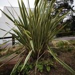 Yucca flaccida Folha