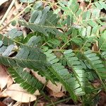 Osodendron altissimum Leaf