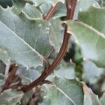 Olearia macrodonta 樹皮
