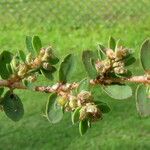 Euphorbia prostrata Yaprak