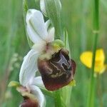 Ophrys fuciflora മറ്റ്