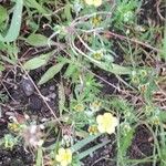 Potentilla argentea Pokrój