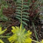 Astragalus alopecuroides Fleur