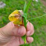 Fritillaria tubaeformis Õis