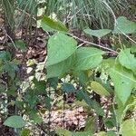 Callicarpa americanaপাতা