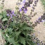 Salvia verbenacaFlors