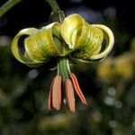 Lilium pyrenaicum Kukka