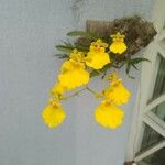 Oncidium altissimumCvet