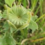 Abutilon grandiflorum Gyümölcs