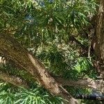 Podocarpus neriifolius Листок