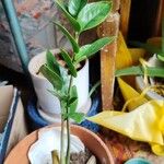 Zamioculcas zamiifolia Blatt