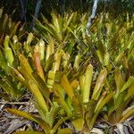 Aechmea blanchetiana Habit