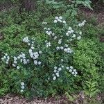 Spiraea chamaedryfolia आदत