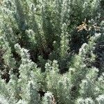 Artemisia austriaca Vekstform