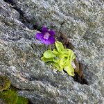 Pinguicula grandiflora Libunga