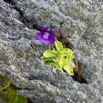 Pinguicula grandiflora Агульны выгляд