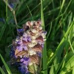 Ajuga pyramidalis 花