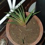 Haworthia attenuataHábito