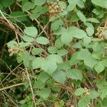 Rubus sprengelii 葉