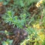 Galium parisiense Лист