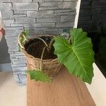 Alocasia macrorrhizos Hábitos