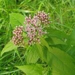 Eupatorium cannabinumFlower