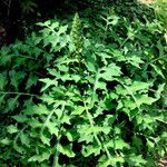 Acanthus hungaricus Hábitos