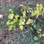 Sida cordata Frunză