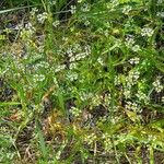 Valeriana dentata Blüte