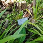 Dendrobium heterocarpum Leaf
