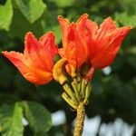 Spathodea campanulata Virág