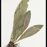 Elaphoglossum luridum Leaf