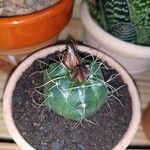 Echinocereus knippelianus 葉