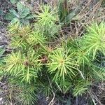 Pinus banksiana 葉