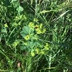 Alchemilla monticolaBlüte