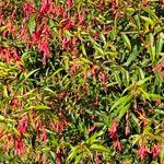 Fuchsia regia Flower