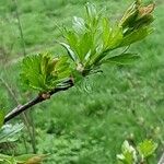 Crataegus azarolus Leaf