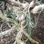 Tillandsia tricolor Hoja