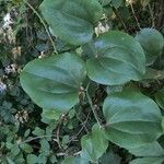 Smilax rotundifolia Leaf