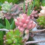 Sedum × rubrotinctum Blad