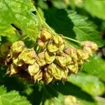 Physocarpus capitatus Fruit