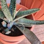 Gasteria carinata Leaf