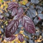 Loropetalum chinense برگ