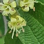 Cordia monoica Blomma