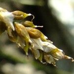 Carex capillaris Flor