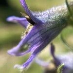 Delphinium montanum Flor
