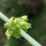 Rumex nepalensis Flower