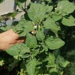 Solanum americanum Blad