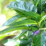 Solanum muricatum Blatt